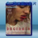 狗牙 Dogtooth / Kynodontas (2009) 藍光25G