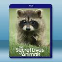 動物的秘密生活 The Secret Lives of Animals(2024)藍光25G 2碟		 